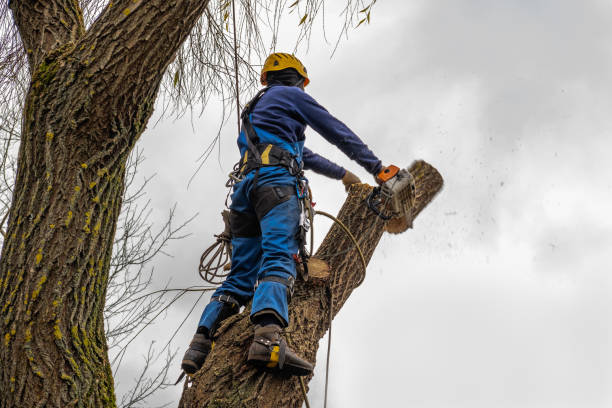 Best Palm Tree Trimming  in Fairmount, CO