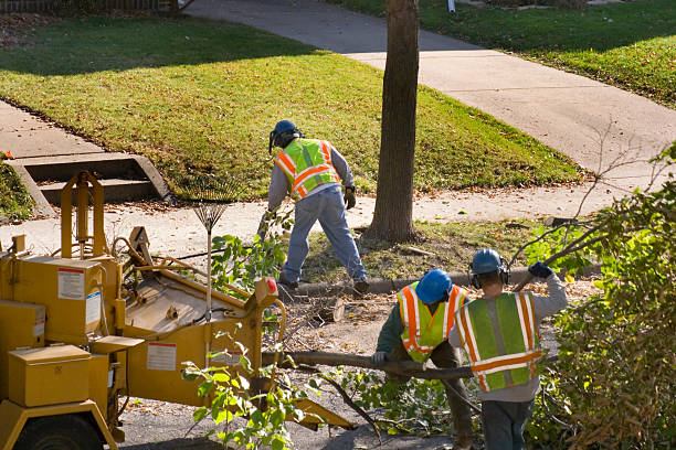 Best Tree Risk Assessment  in Fairmount, CO