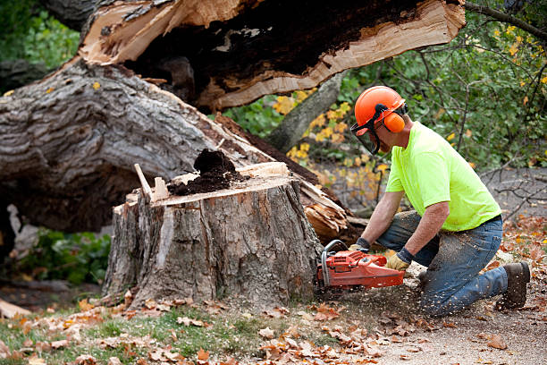 Best Mulching Services  in Fairmount, CO